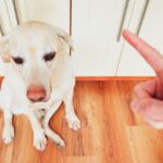 Comment punir son chien correctement